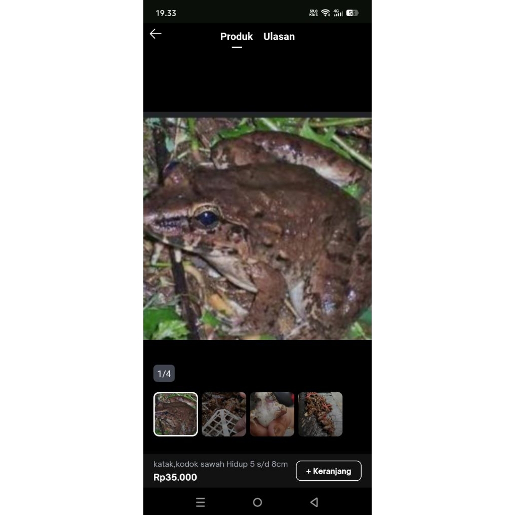 KODOK / KATAK Hidup SAWAH JUMBO JAYEN