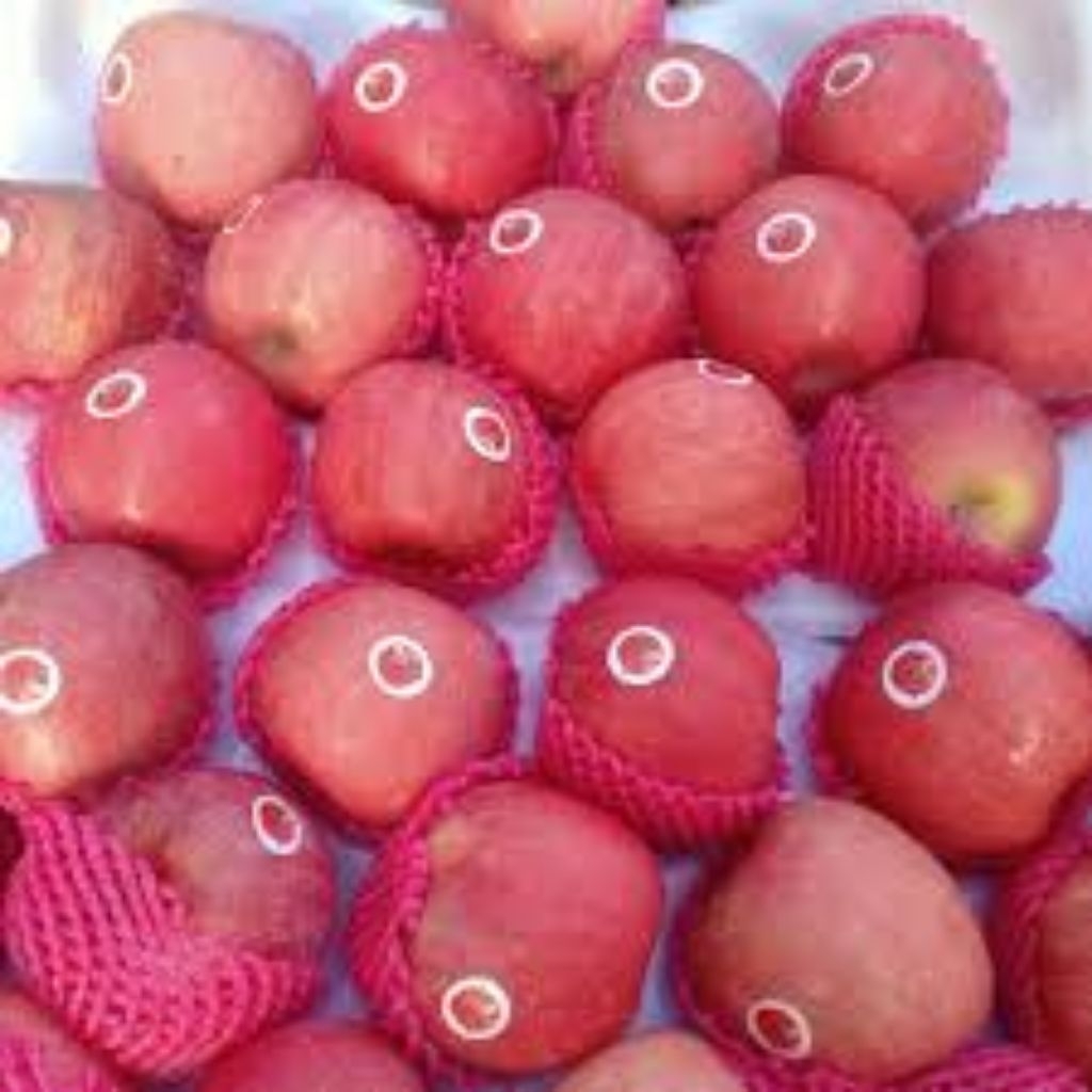 

apel Fuji buah segar dan berkualitas