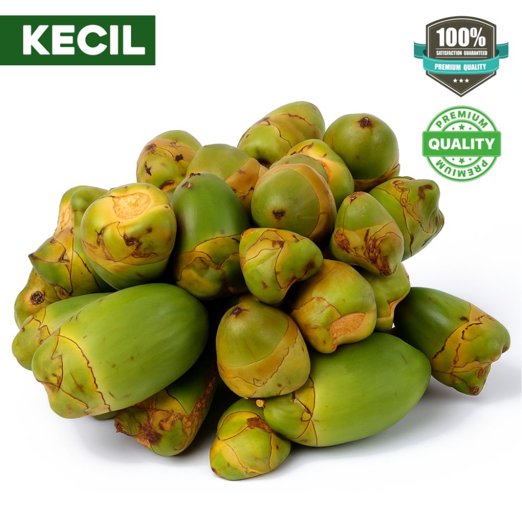

PREMIUM Kualitas Super Bluluk Kelapa (SUPERAN HIJAU) Beluluk Buah Kelapa Kecil Tembuluk Per 10 Biji