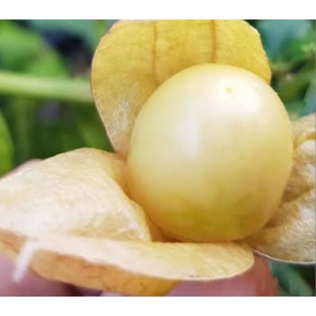 GOLDEN BERRY BUAH CIPLUKAN LOKAL MATANG SEGAR DAN PRESS