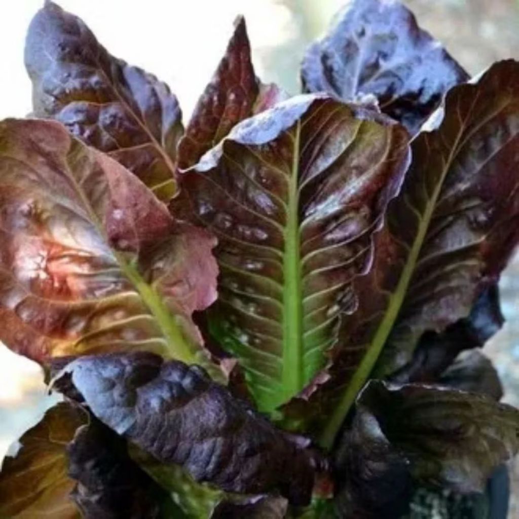 Biji benih selada red romaine cimarron