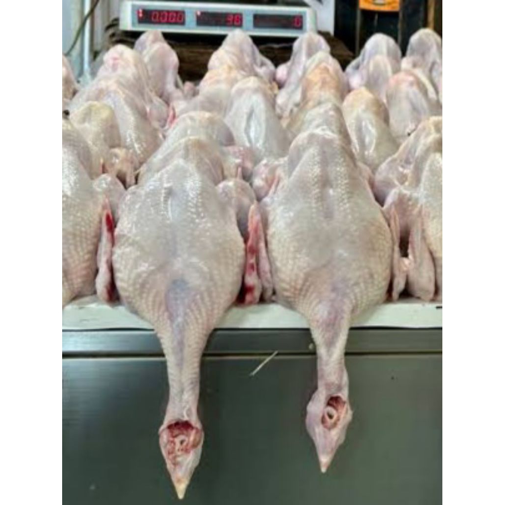 

Daging Ayam Kampung Utuh