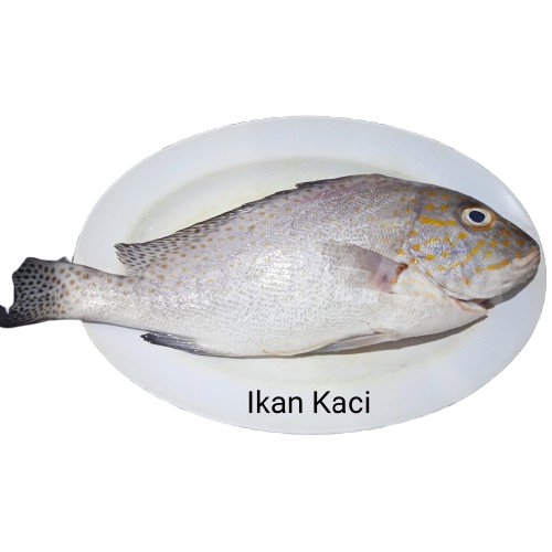 

Ikan Kaci Kaci 1Kg Ikan Kaci Kaci Segar