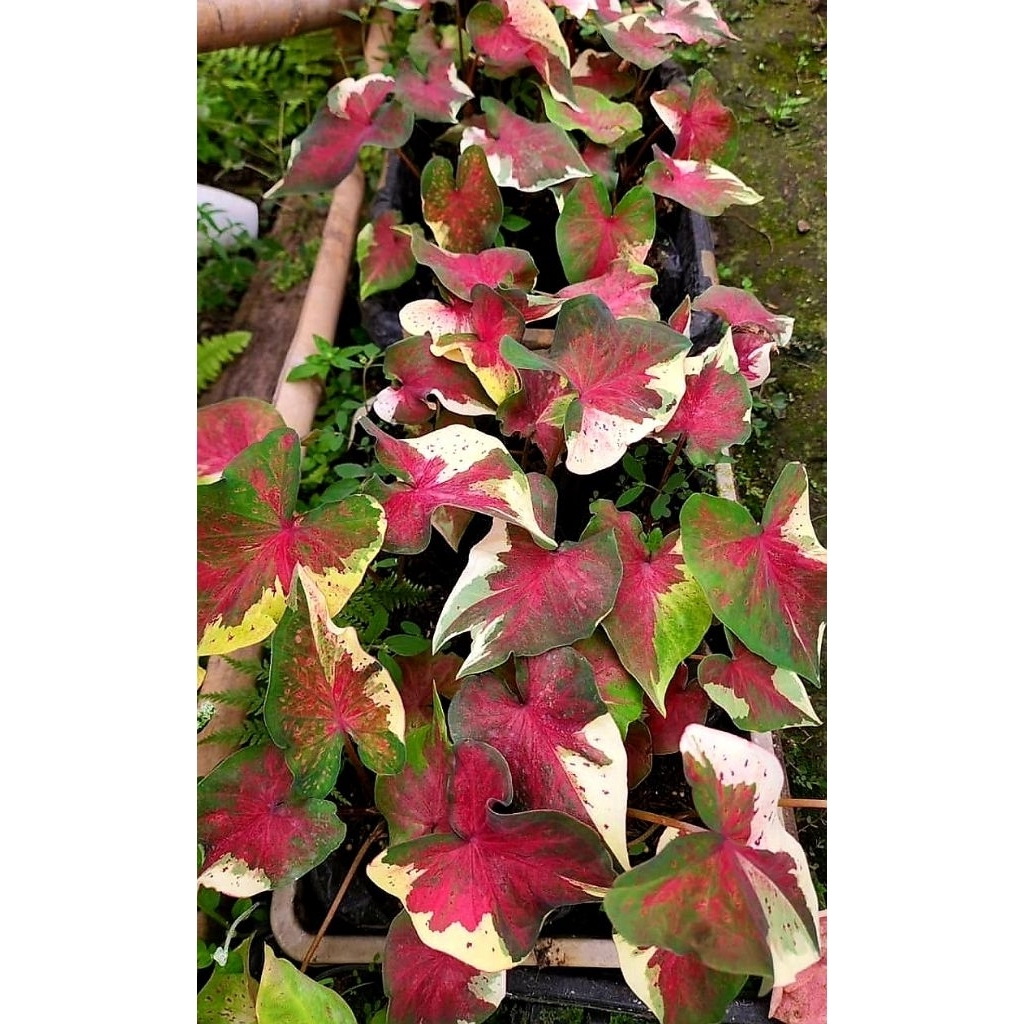 Tanaman Hias Caladium NPK / Bunga Hias Caladium NPK / Bunga Hidup