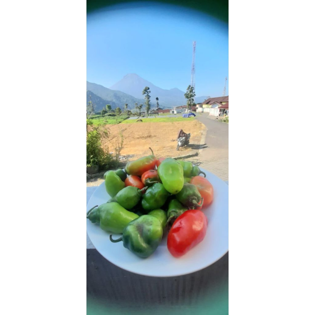 

Cabe Gendot Dieng Cabe Viral