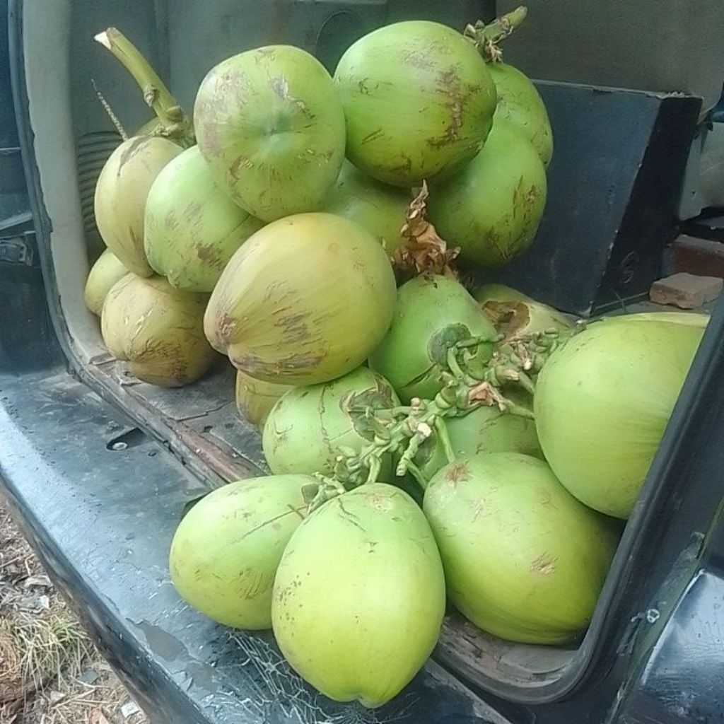 

kelapa muda