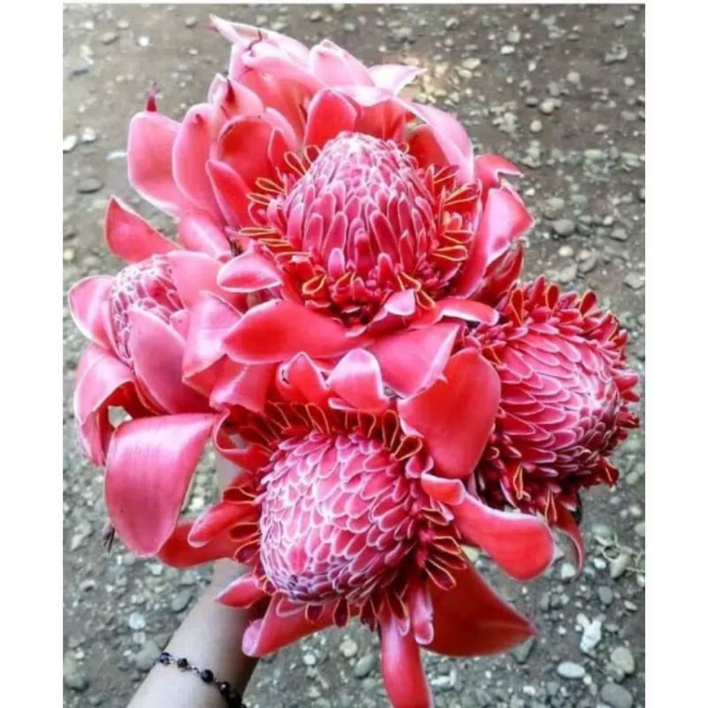 

New Promo kecombrang segar langsung petik dari kebun 500 gram- 1kg COD