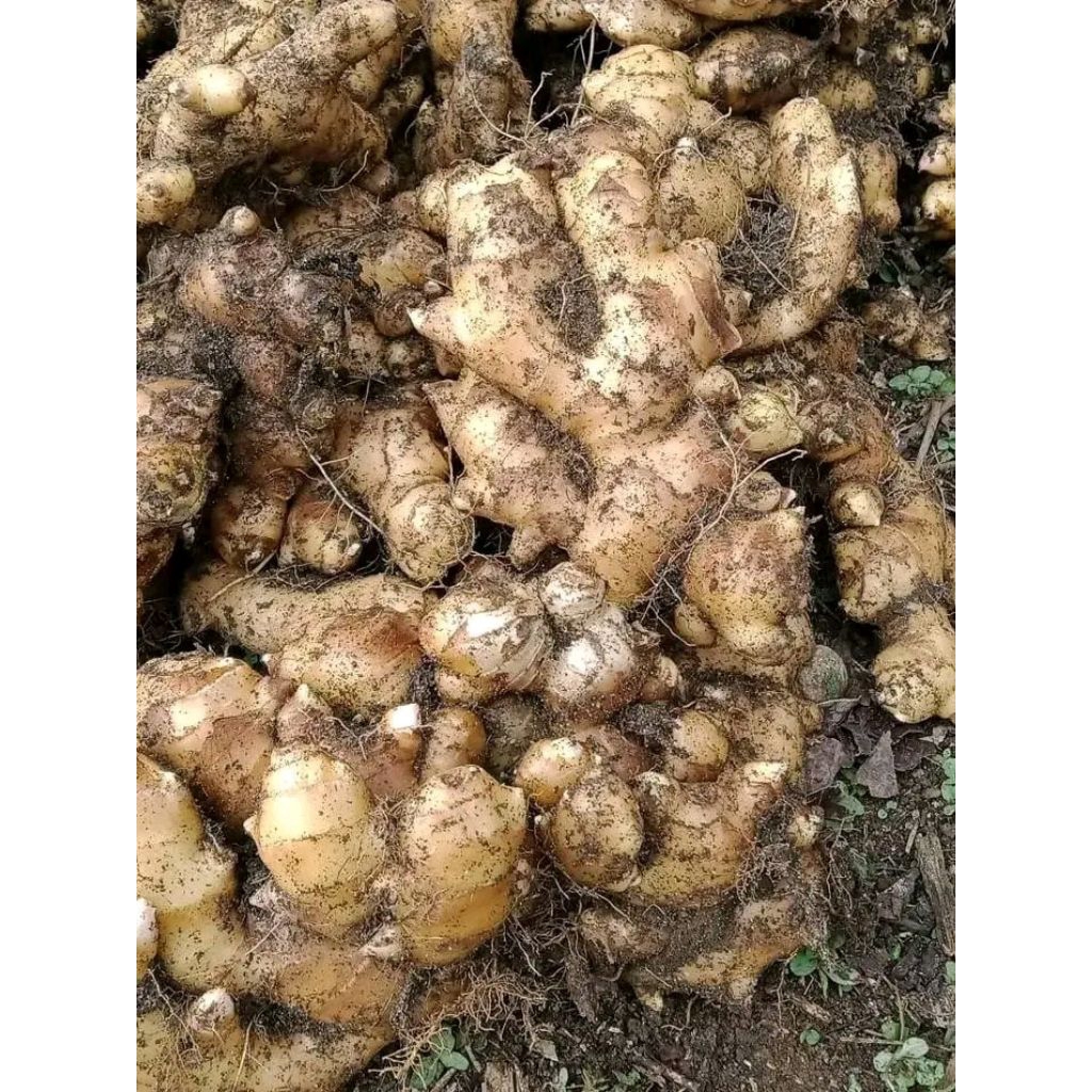 

Jahe Putih Murah Repack 1 Kg