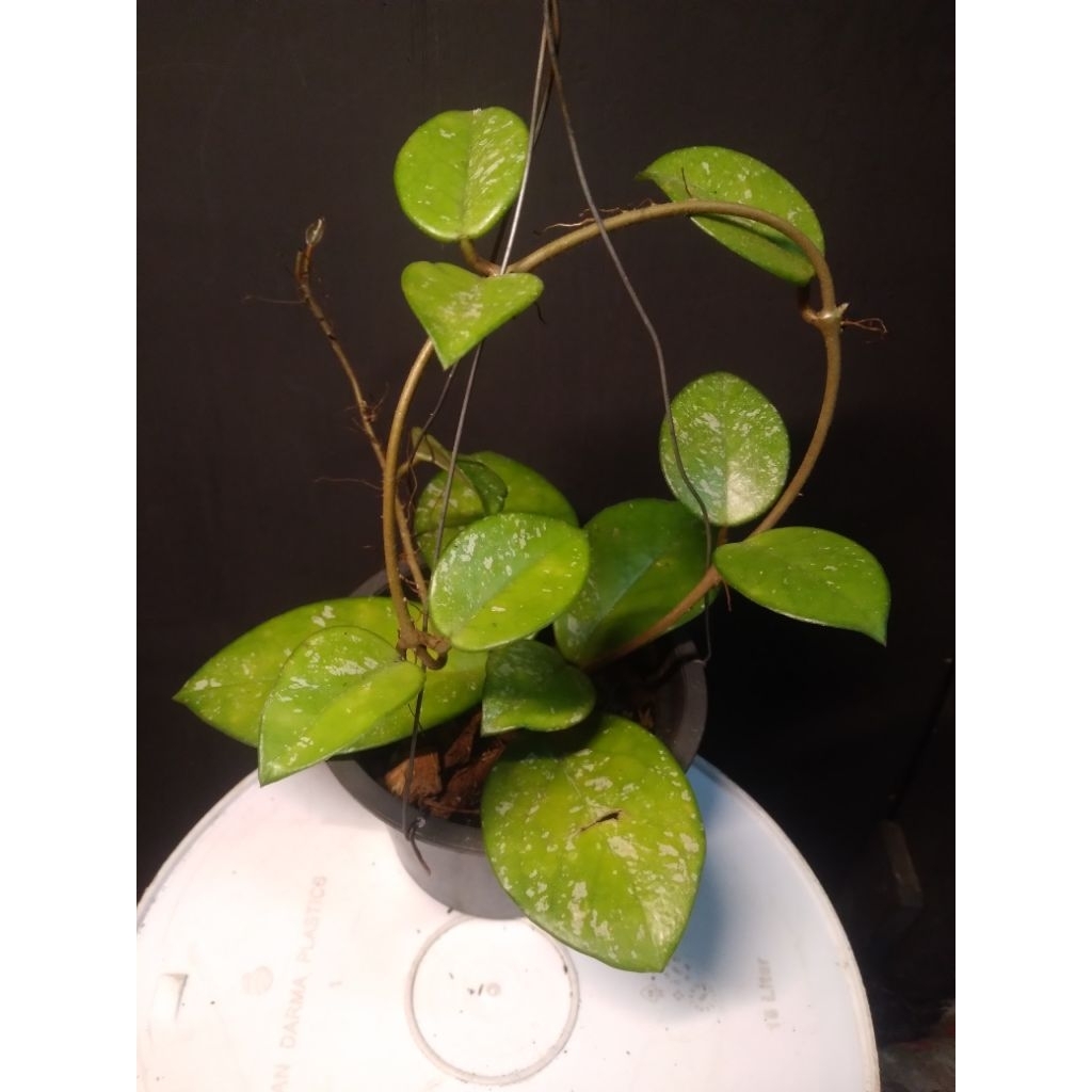 hoya stardust rimbun