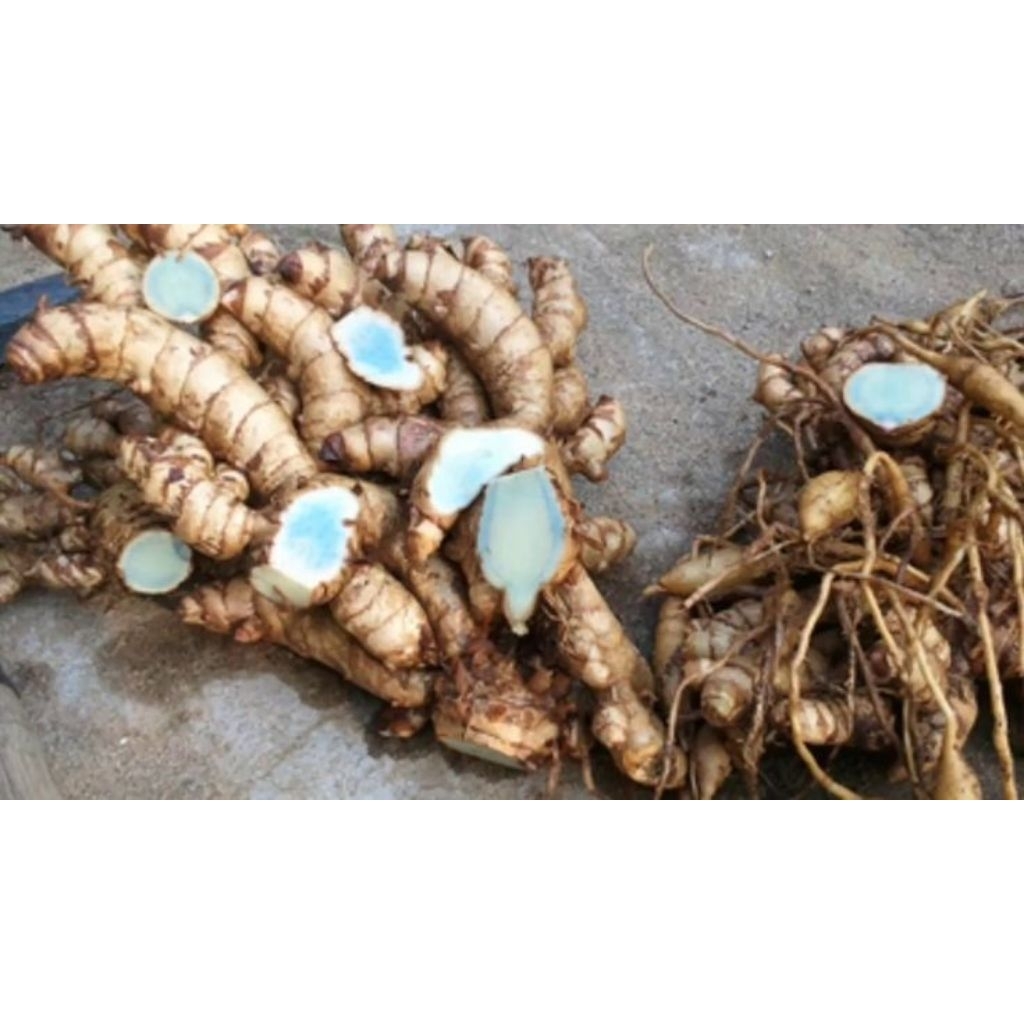 

temu hitam/temu ireng segar bert 250 gram