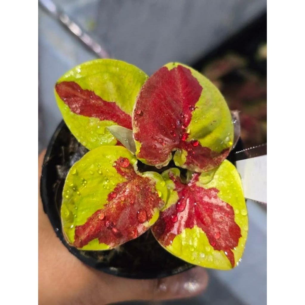 caladium hibrid Thailand series