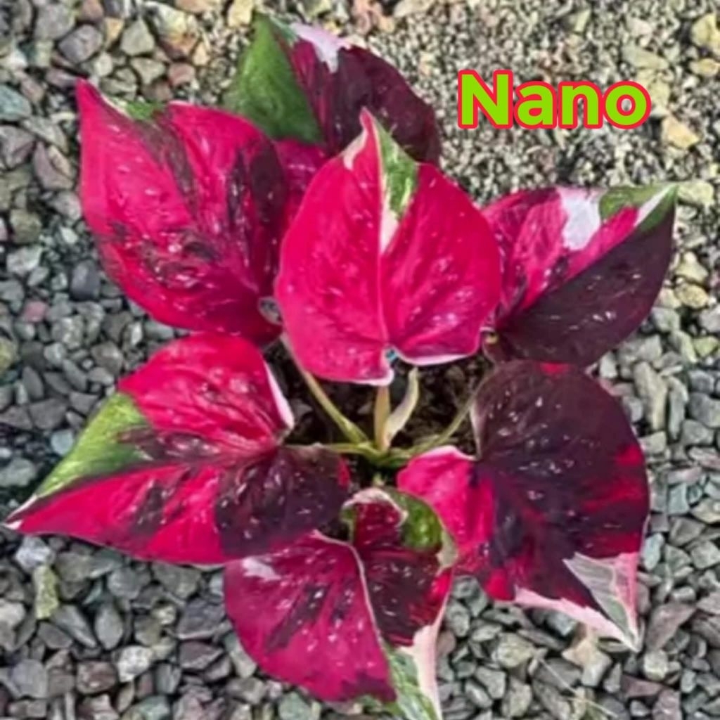 caladium nano Thailand series