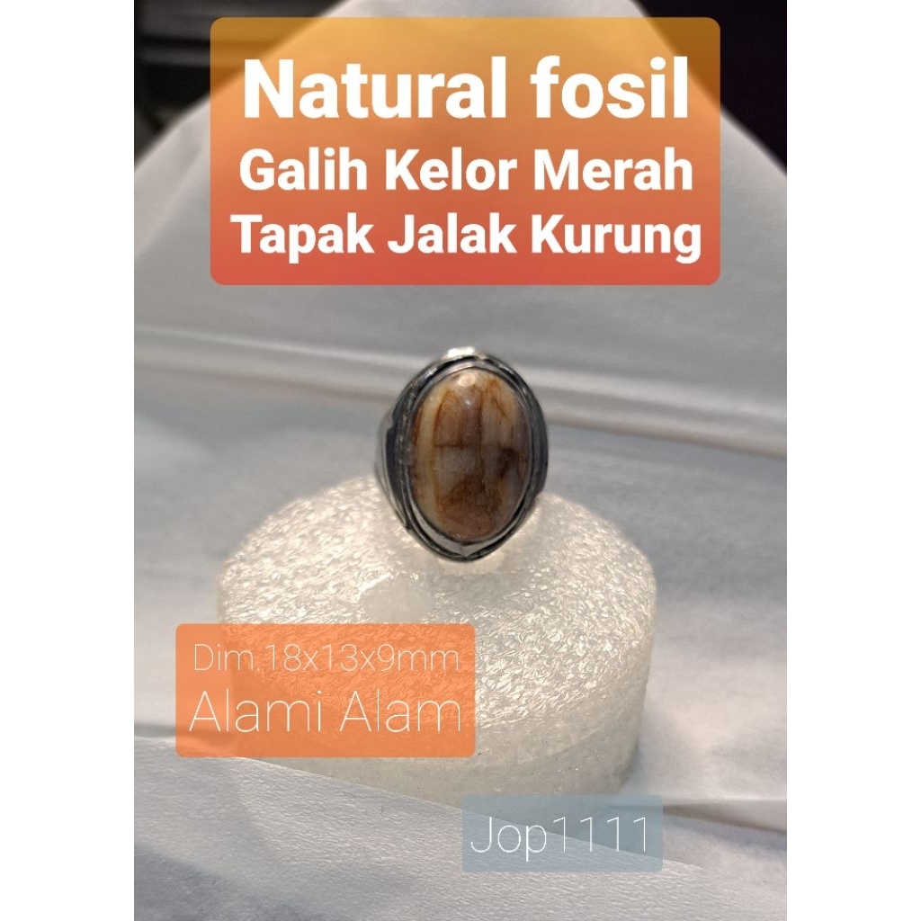 Natural Fsl GALIH KELOR Tapak Jalak Bungkem* Les Bang Kelor Merah Aktif Alami Teras Gemunggal Batu A
