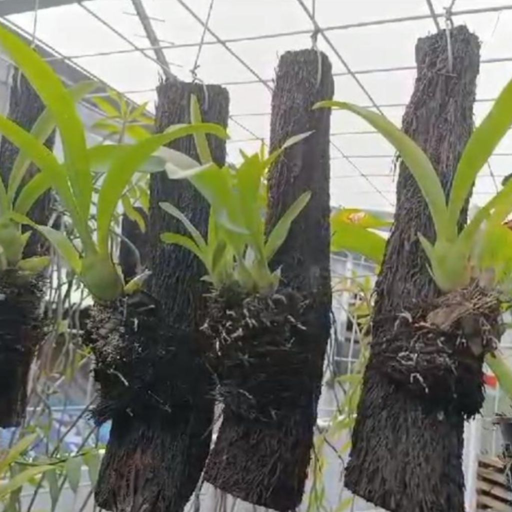 batang pakis anggrek,media tanam pakis batang buat anggrek, kadaka