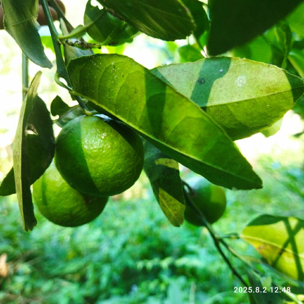 

jeruk nipis segar petik langsung kirim 1kg.