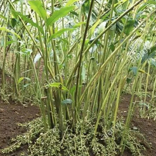 PROMO bibit kapulaga / india / bibit kapulaga hijau / india asli