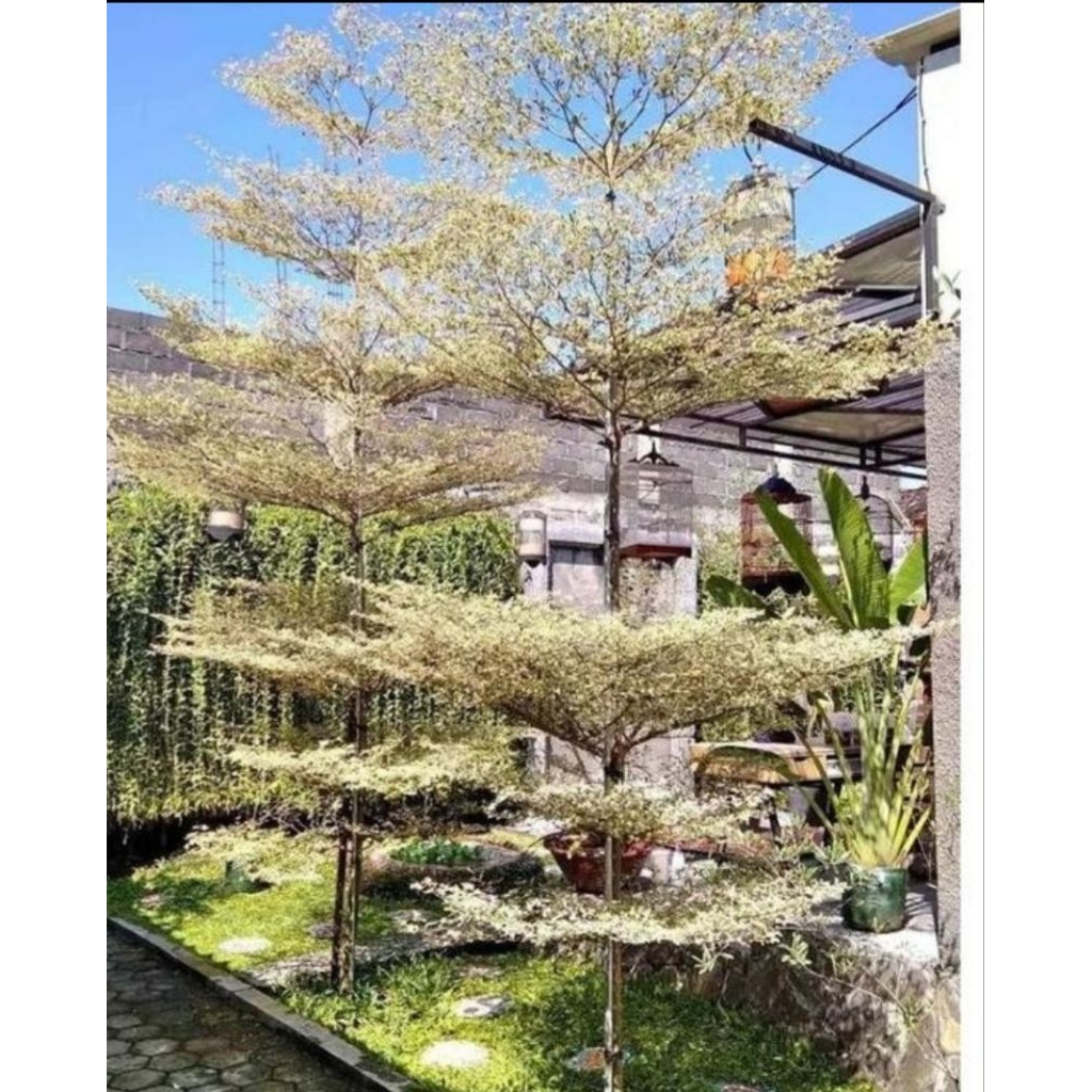 pohon ketapang kencana varigata 2 meter