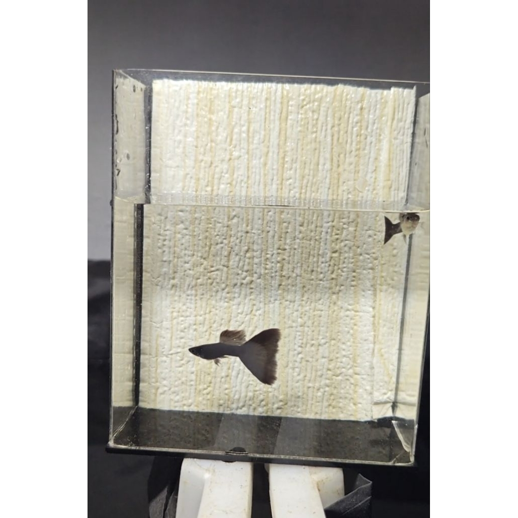 Hiasan Air - Guppy Black Moscow (Full Black)