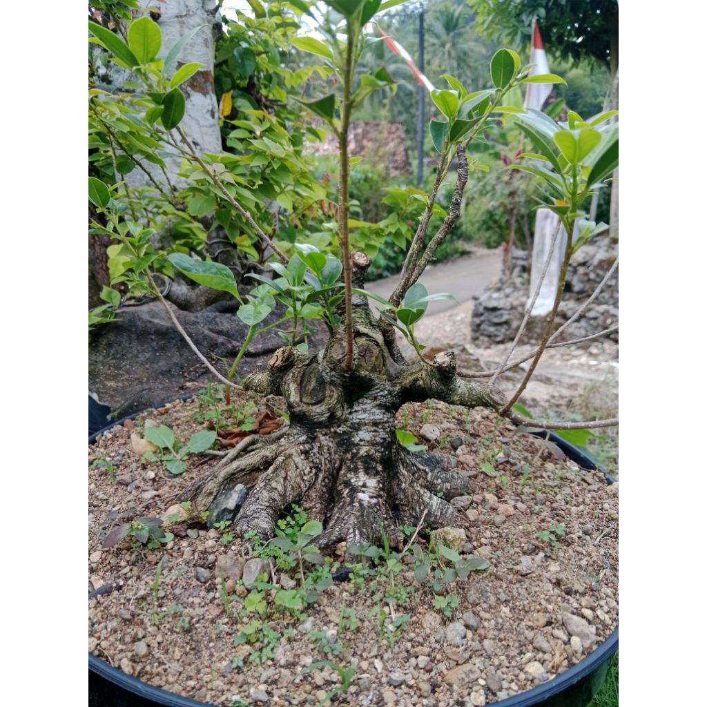 Bonsai Beringin Kimeng | Bonsai Kimeng Prokar