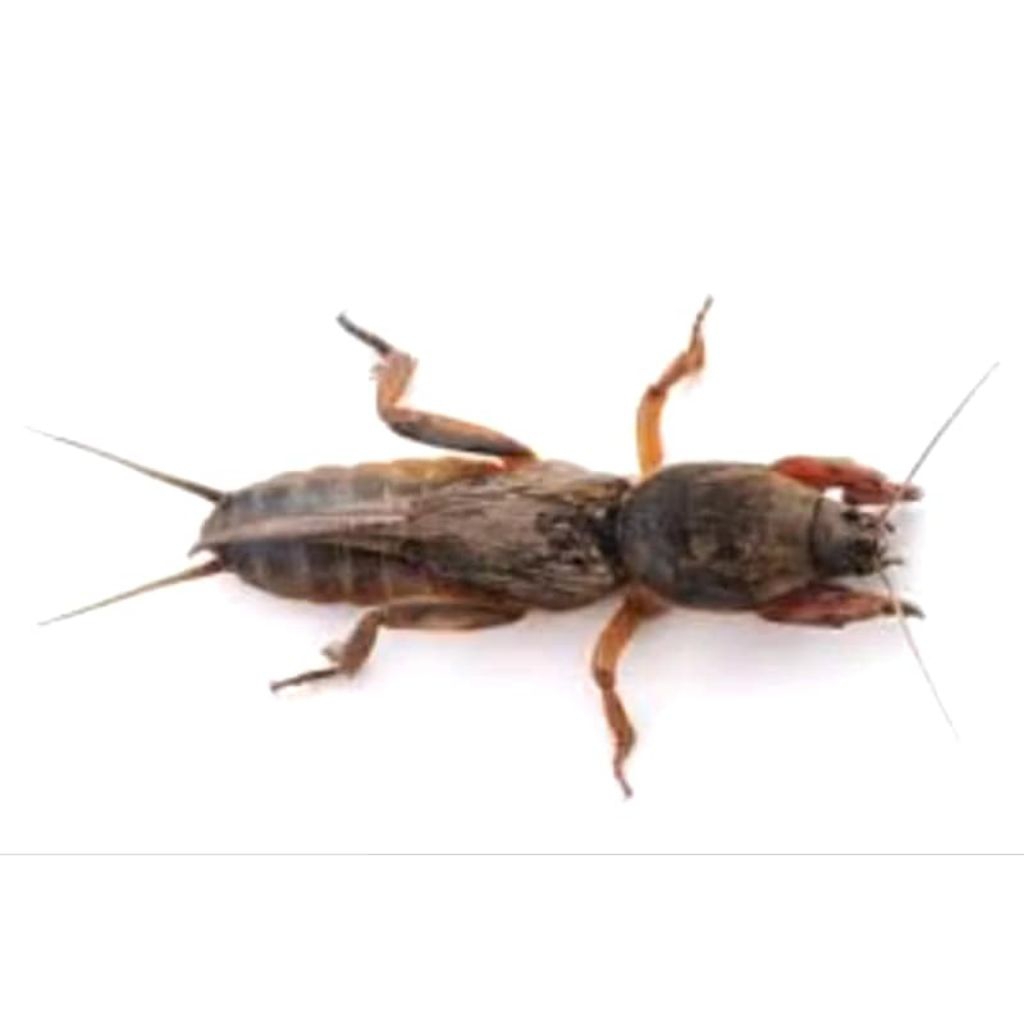 15 biji orong-orong umpan mancing murah umpan lele gaang