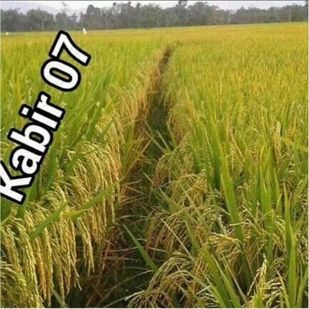 bibit benih padi kabir 07 kemasan 5kg