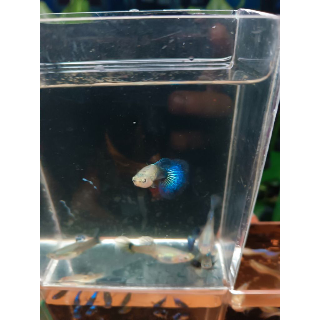 hiasan akuarium Guppy blue dragon ( 2 pasang bonus 1 pasang albino blue lace )