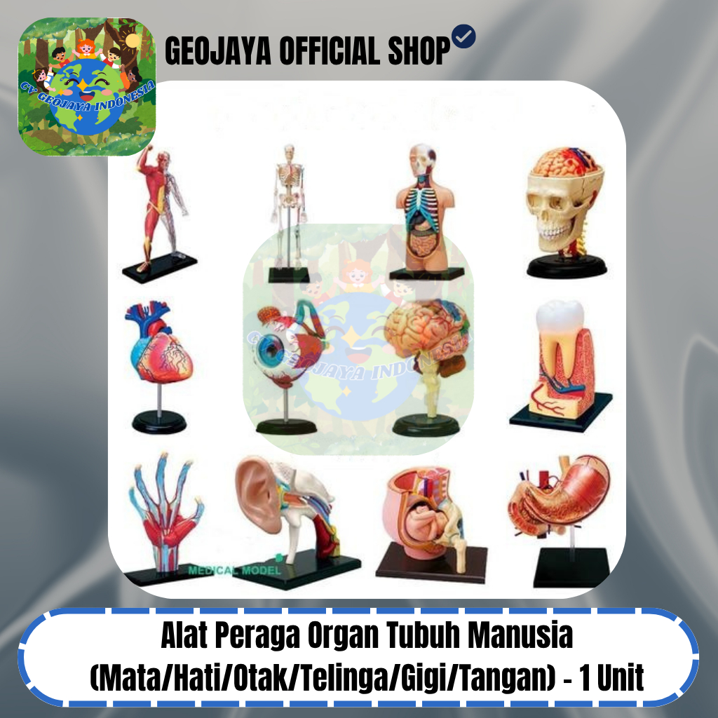 Alat Peraga Organ Tubuh Manusia (Mata/Hati/Otak/Telinga/Gigi/Tangan) – 1 Unit
