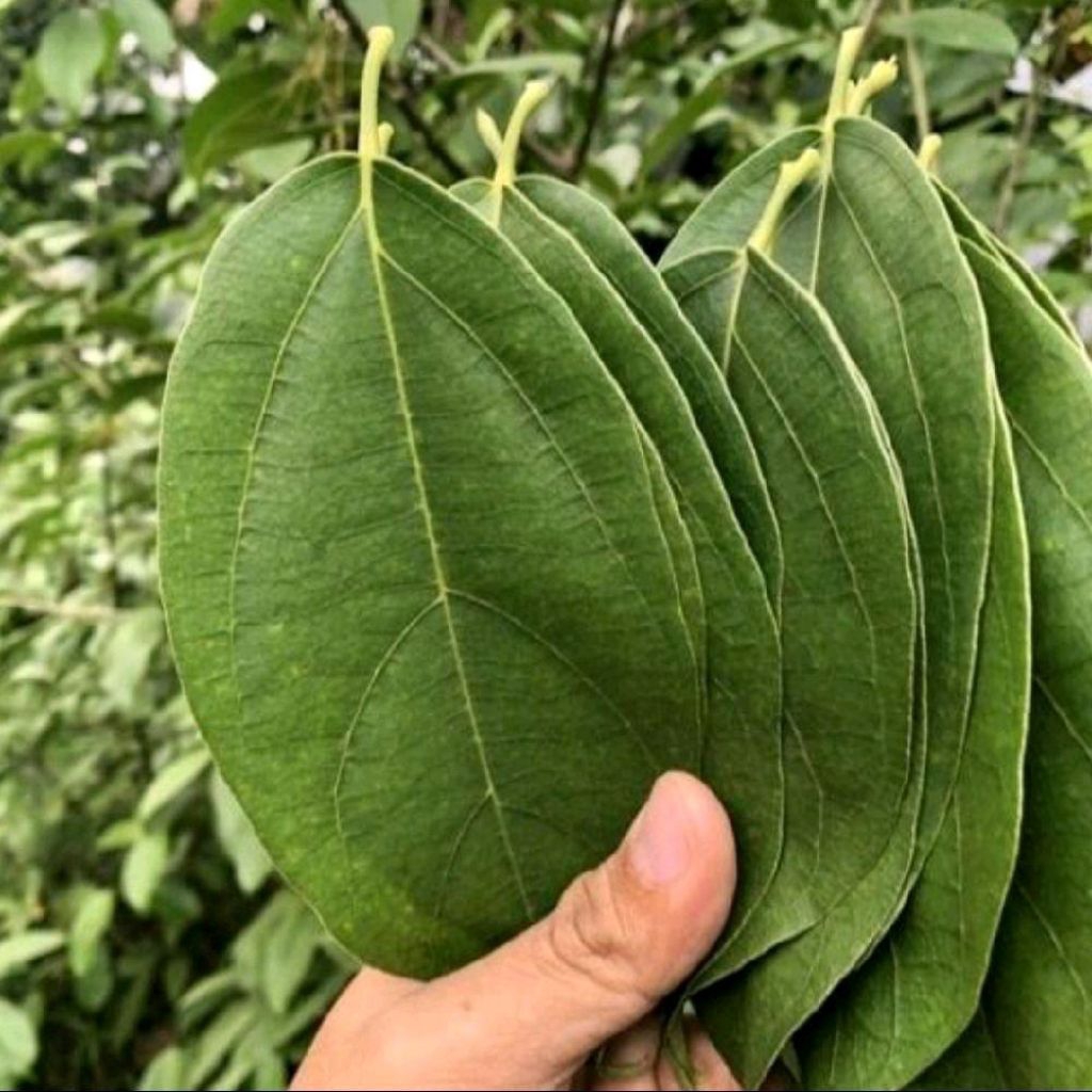 

100 lembar daun cincau perdu