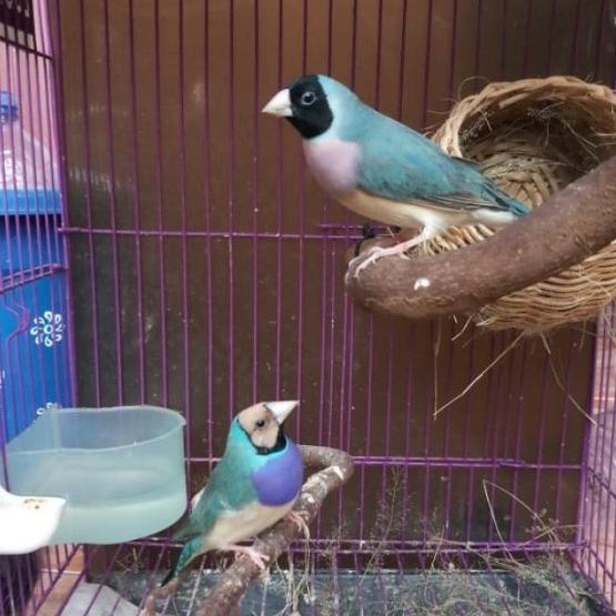 Gould Amadine Finch Biru Pilihan Mulus Sepasang