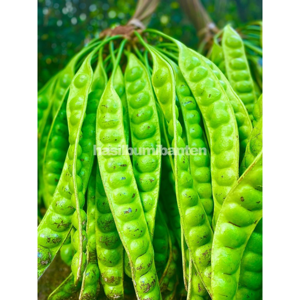 

PETE/PETAI PADI PER 1 PAPAN LONJOR TUA SUPER