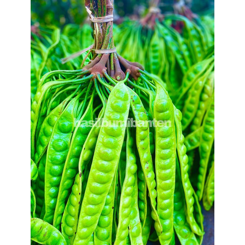 

PETE/PETAI TUA FRESH 1 PAPAN LONJOR BARU PETIK