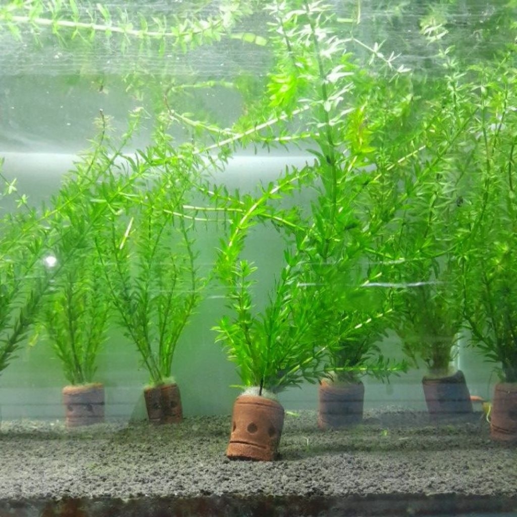 tanaman air hydrilla