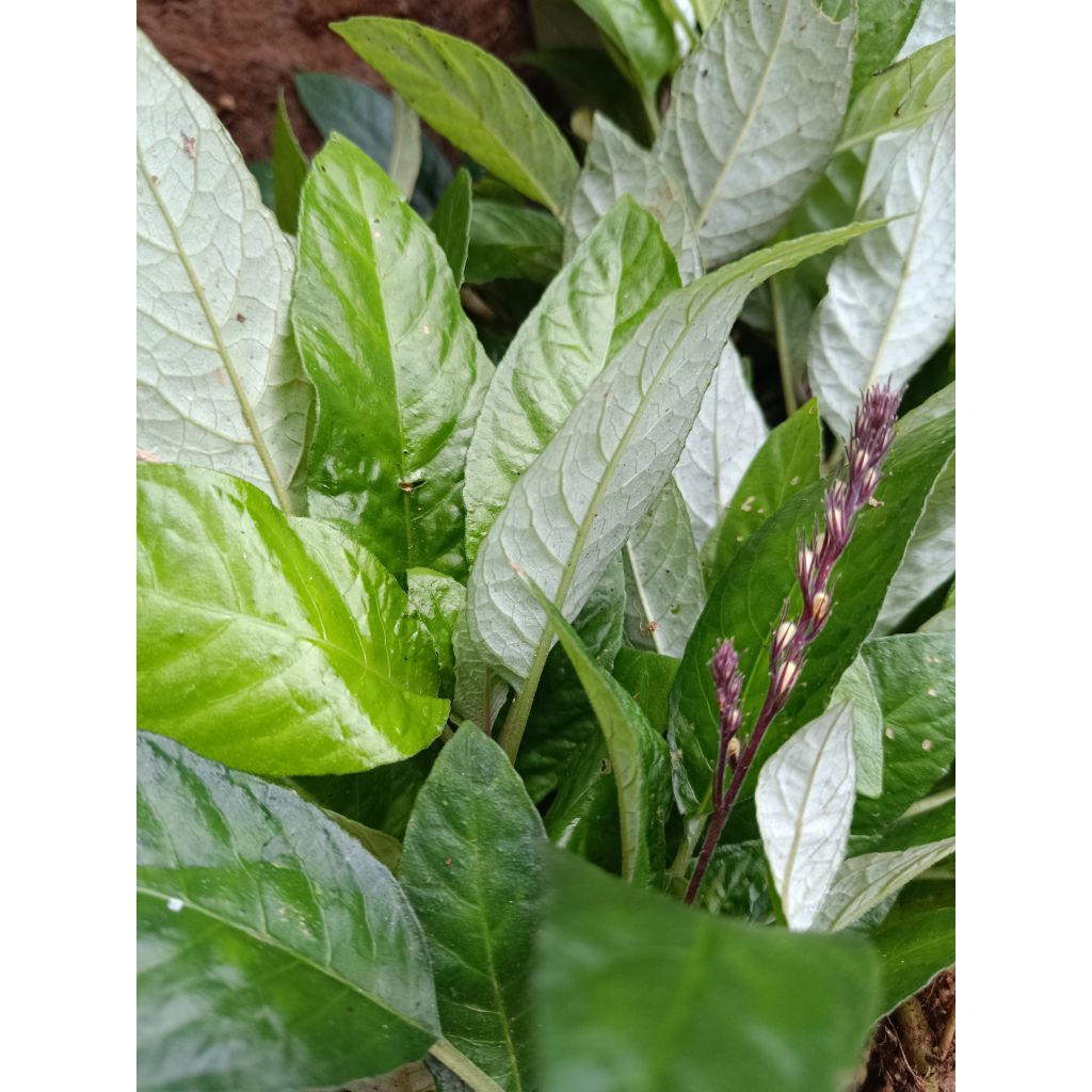 

lalapan daun reundeu segar langsung petik 300 gram