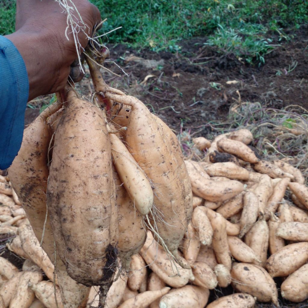 

Ubi Madu Cilembu Fresh – Mentah Siap Masak Langsung dari kebun