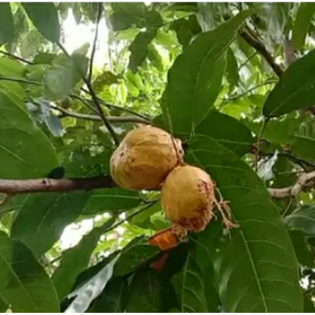 

buah gayam belum kupas masih ada kulit nya"1kg