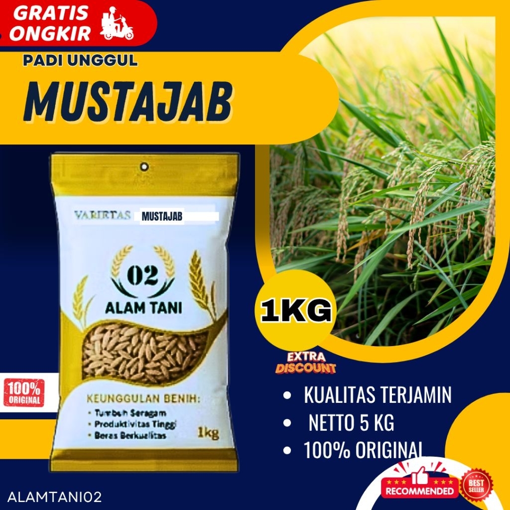 BIBIT PADI BENIH PADI  BERKUALITAS PREMIUM  MUSTAJAB KEMASAN 1KG