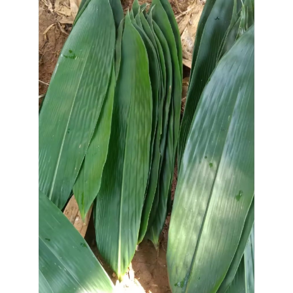 

daun bambu bungkus bacang 50 lembar