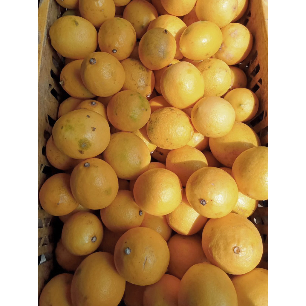 

Lemon california kuning 1 Kg