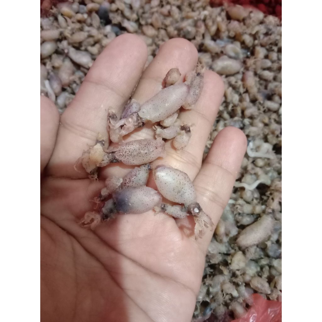 

baby cumi ukuran 2cm berat 500gr 95500