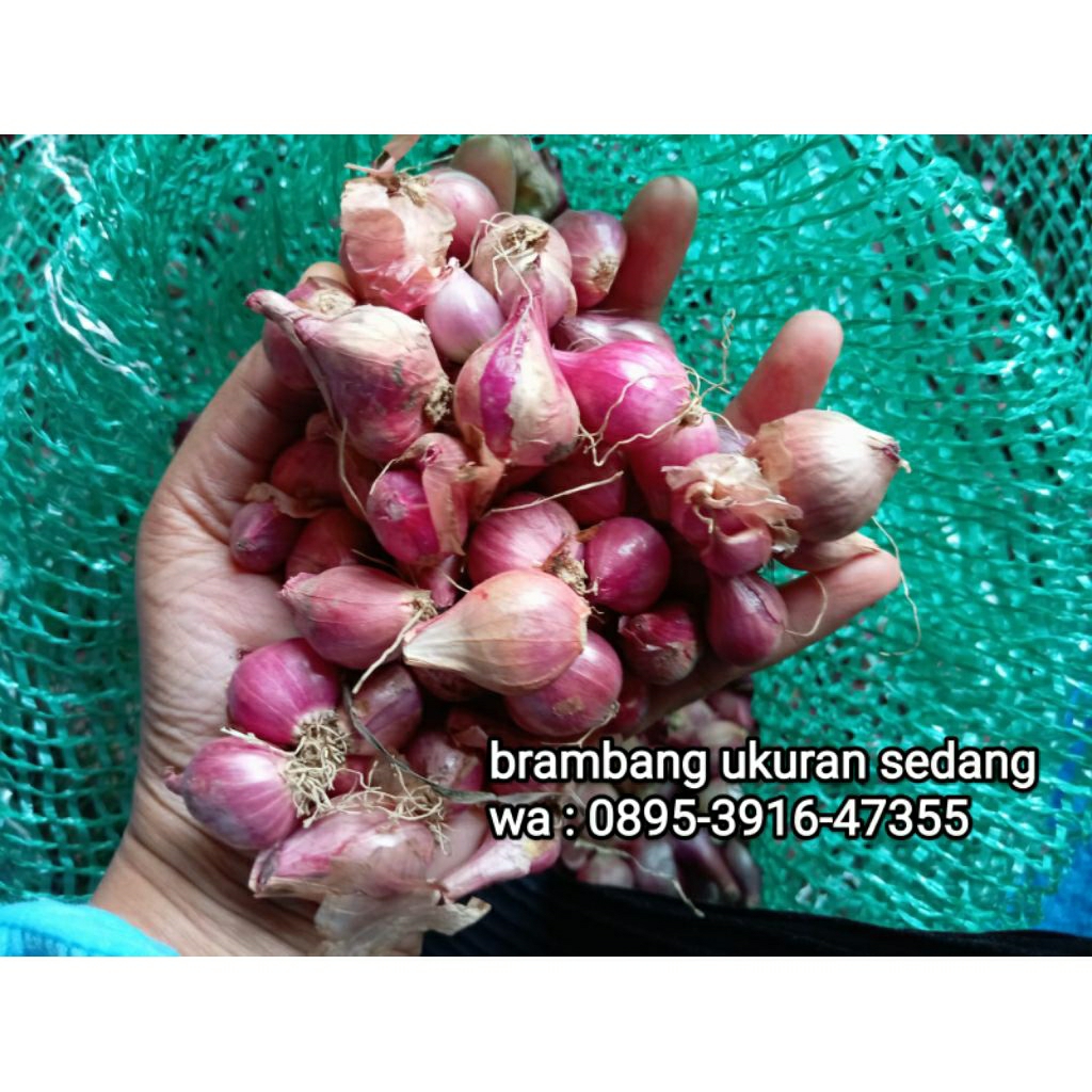 

bawang merah murah super ukuran sedang (grade B)