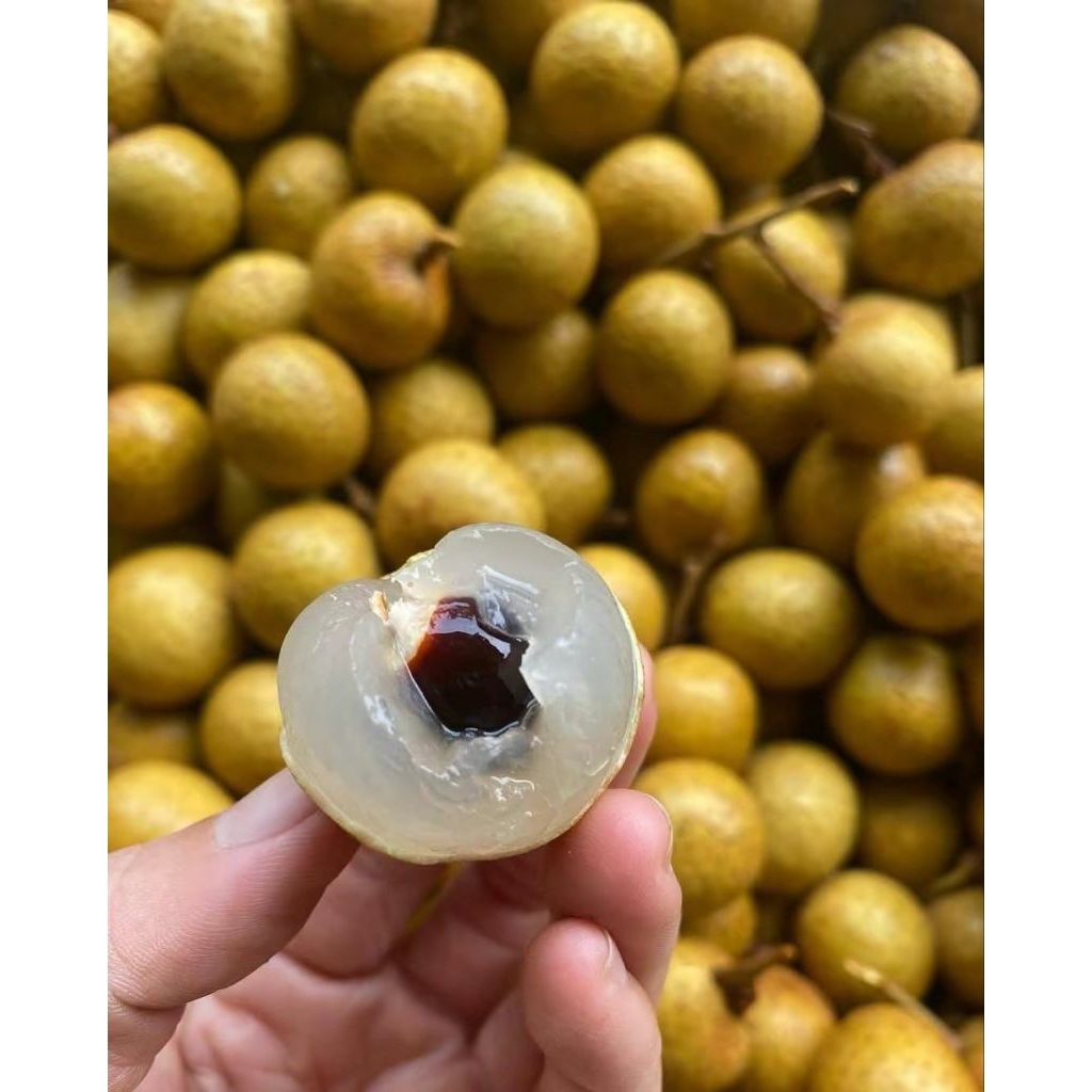 

Buah Kelengkeng 500 gr