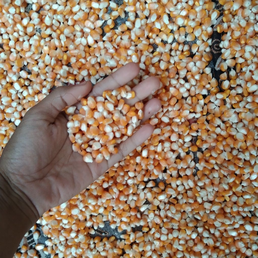 

jagung pakan ayam 500 gram