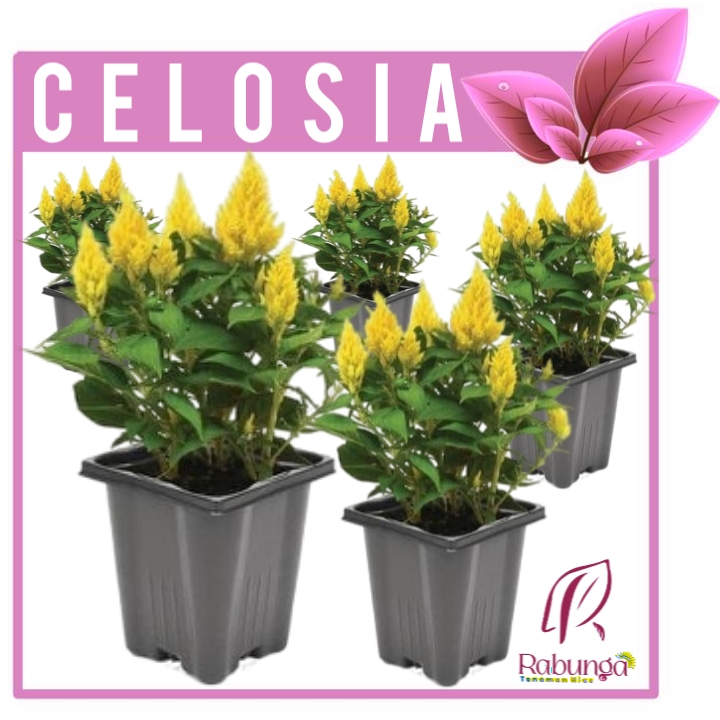 TANAMAN HIAS CELOSIA>CELOSIA TANAMAN>TANAMAN HIAS HIDUP>TANAMAN OUTDOOR