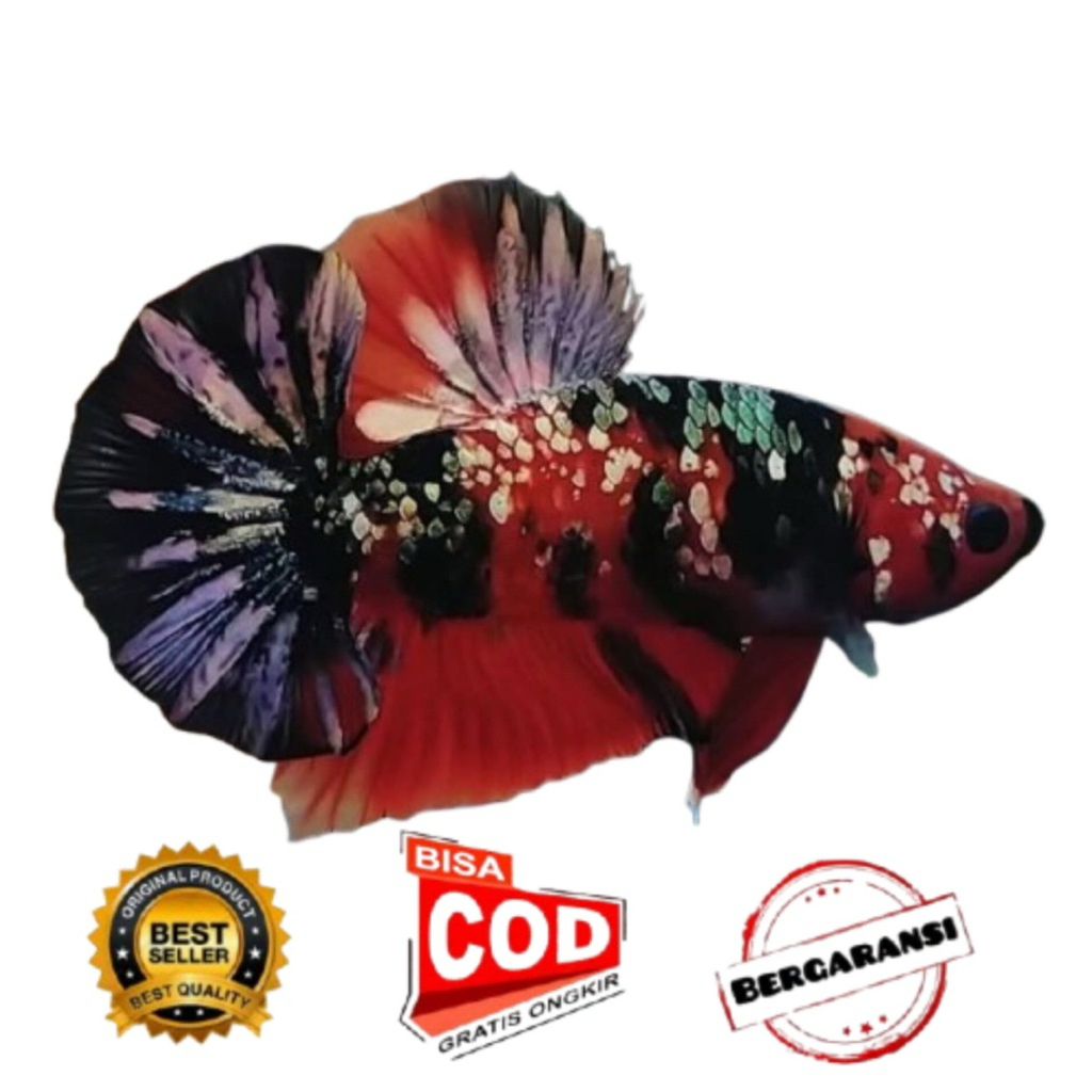 cupang plakat red koi cooper bahanan