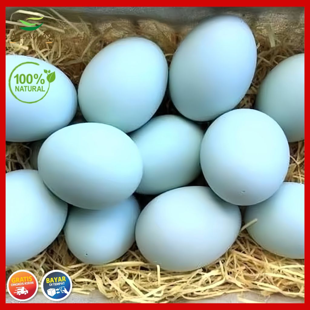 

12 Butir Telur Itik Bebek Mentah Grade AB Ukuran Besar Lezat dan Bergizi (FRESH-SEGAR-AMAN-BERGARANSI)