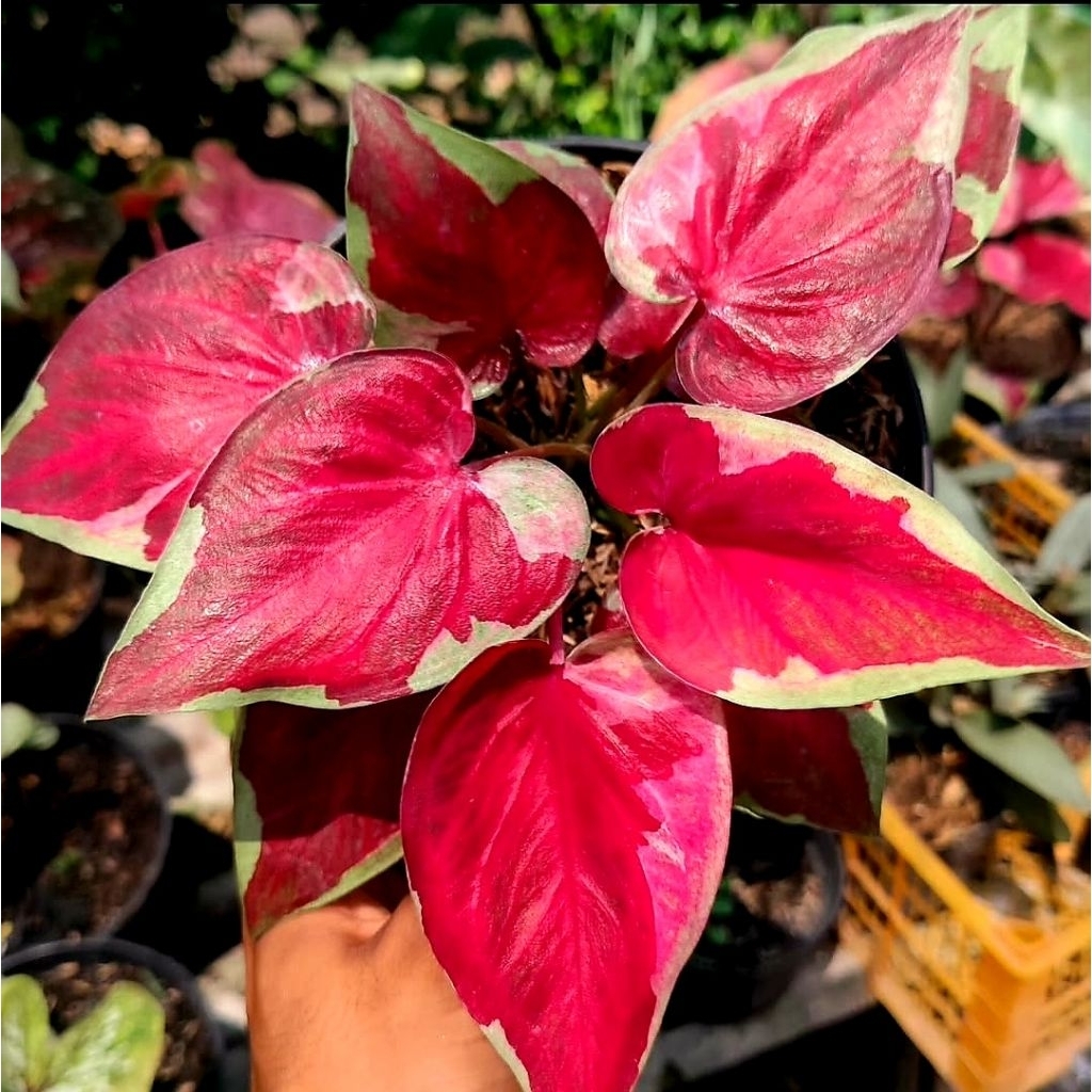 Tanaman Hias Caladium Dwi Warna / Bunga Hias Caladium Dwi Warna / Bunga Hidup