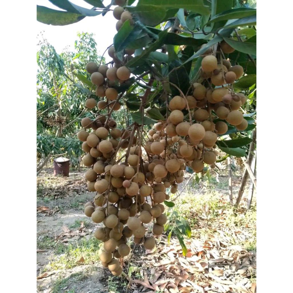 Pupuk Booster Kelengkeng Vitalongan (sangat efektif Boster Kelengkeng) 500 ml (Original) Kadaluarsa.