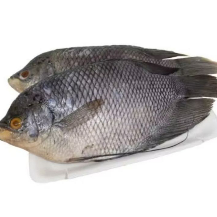 

Ikan gurame segar murah