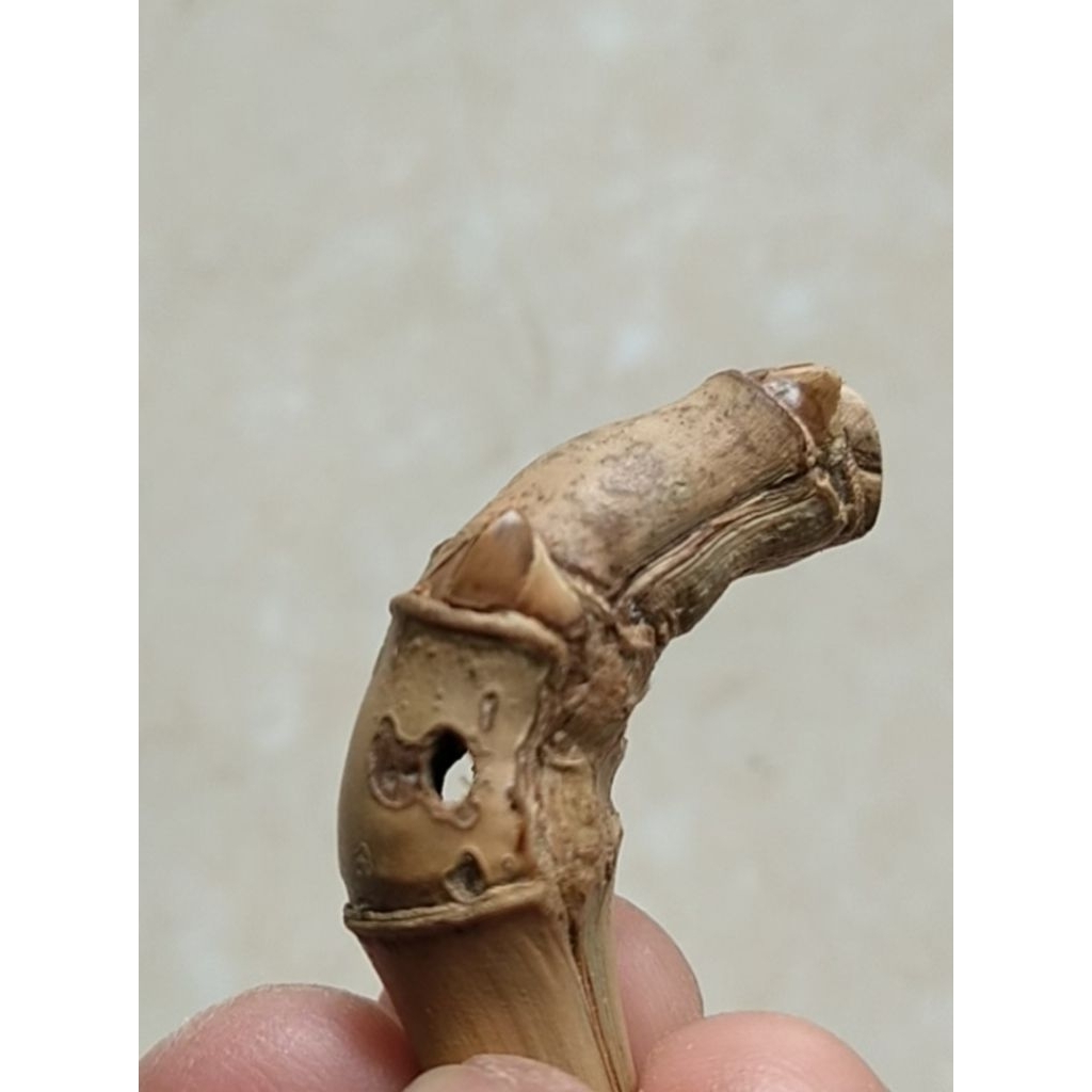 BAMBU UNIK BUNTET COMBONG TEMBUS TUMPANGSARI 2 SAP SAMBUNGROSO (4 PAKEM) 4 CM ORI