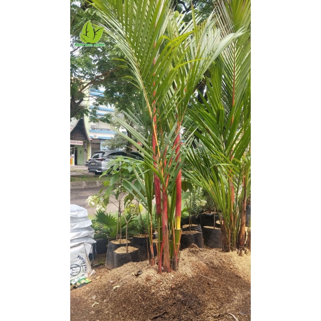 tanaman pohon palem merah tinggi